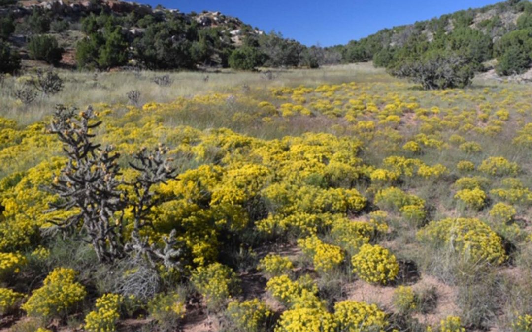 842 More Acres Preserved in the Galisteo Basin!